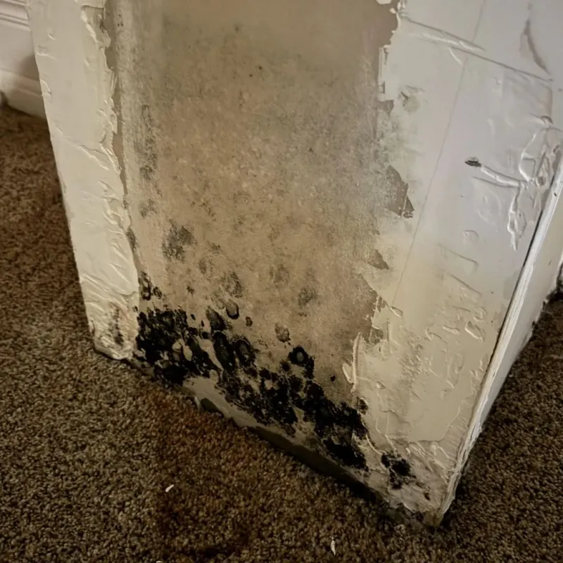 Professional Mold Removal in Hugoton, KS